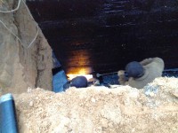 IMG 0197 (1)
